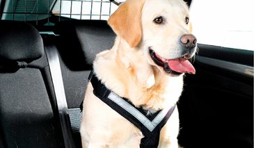 hundeseler