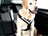 Produktbillede af MIMsafe Allsafe hundesele large